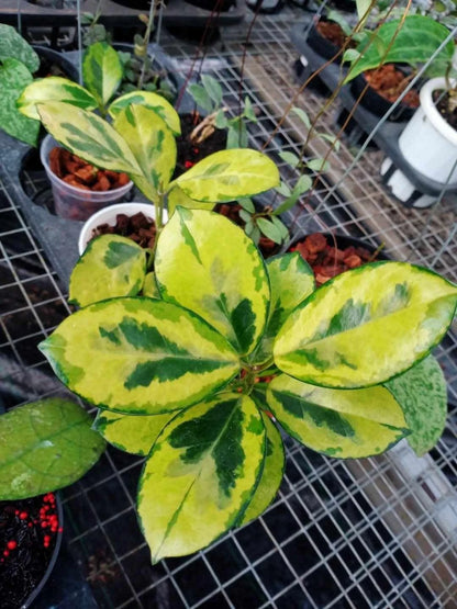 Hoya Australis 'Peacock' Rare Tropical Indoor Outdoor Wax Plant Seeds / Cuttings (Hoya australis 'Peacock') – Premium Certified Variegated Waxflower Plant for Planting