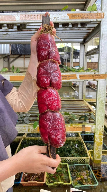 Hoya imbricata 'Red' – Rare Exotic Shingle Hoya