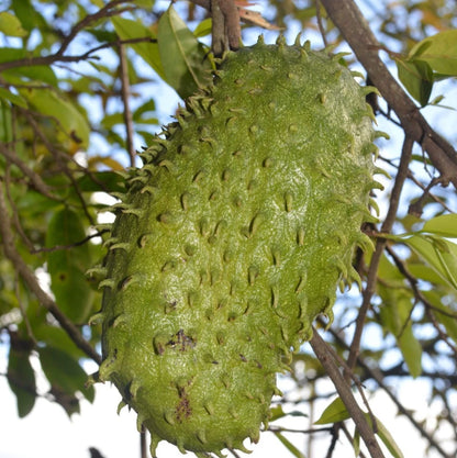 Premium Soursop Seeds var. Veracruz (Annona muricata) – Sweet Soursop Exotic Fruit Seeds for Planting (100 Pcs)