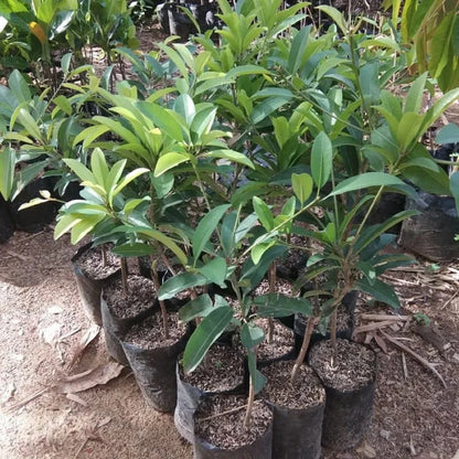 Grafted 'Vietnamese Jumbo' Sapodilla (Sawo) – Premium Tropical Fruit Tree
