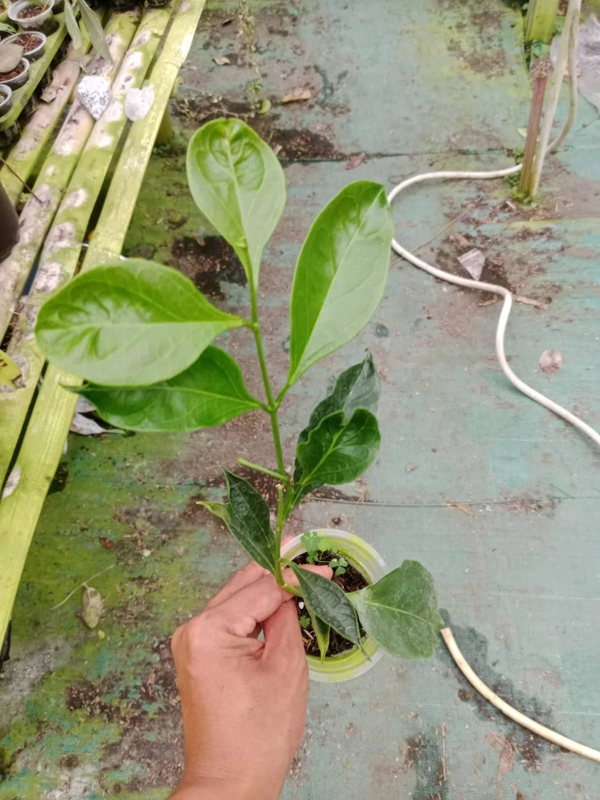 Hoya unirana (sp. Papua) - Rare Tropical Wax Plant