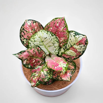 Aglaonema 'Tricolor' - Rare & Artistic Tropical Foliage