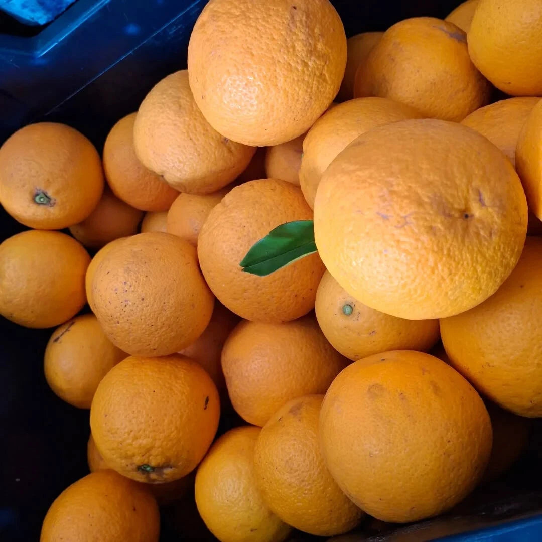 100+ Valencia Orange Seeds (Citrus sinensis / Premium Sweet Juicing Orange / Late-Season Citrus Tree) – Premium Exotic Fruit Tree & Orchard Seeds for Planting