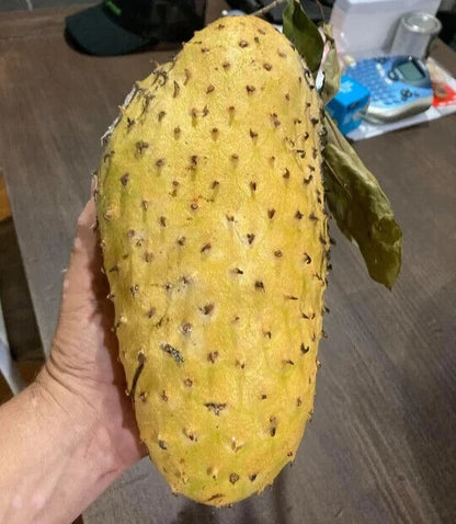 Organic Soursop Seeds var. Golden Soursop (Annona muricata) – Premium Golden Guanabana Fruit Seeds for Planting (100+ Pcs)