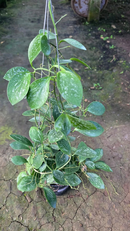 Real Pict Hoya Collina Splash Sp Papua - Lush Leaves Rare Tropical Wax Plant