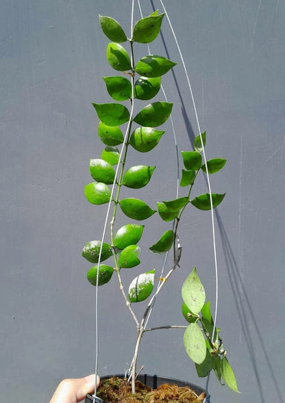 Rare Hoya Aeschynanthoides Sp Borneo - Premium Miniature Exotic Tropical Wax Plant