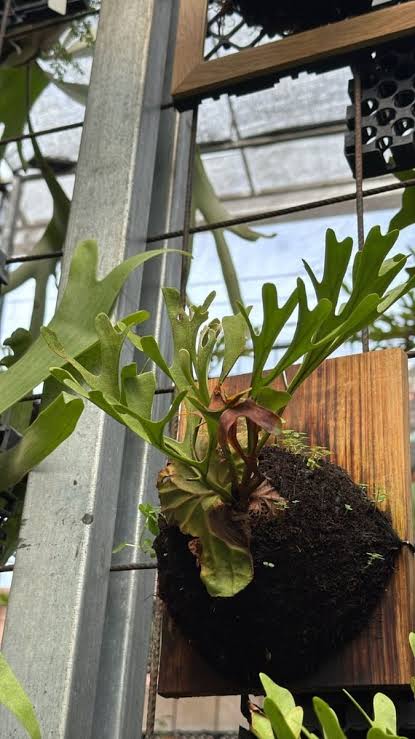 Platycerium Ridleyi - Rare Exotic Staghorn Fern Collector’s Plant