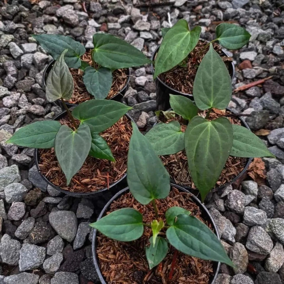 Anthurium Fort Sherman | Rare Anthurium Plant | Tropical Houseplant | Collector Aroid