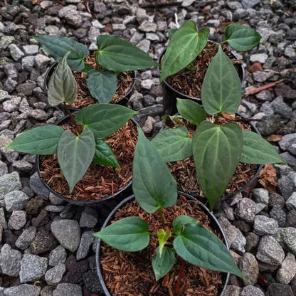 Anthurium Fort Sherman | Rare Anthurium Plant | Tropical Houseplant | Collector Aroid