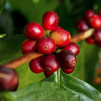 Jamaica Blue Mountain Coffee Seeds (Coffea arabica var. Blue Mountain) – Premium Certified High-Yield Specialty Jamaican Gourmet Coffee Bean Seeds for Planting (120 Pcs)