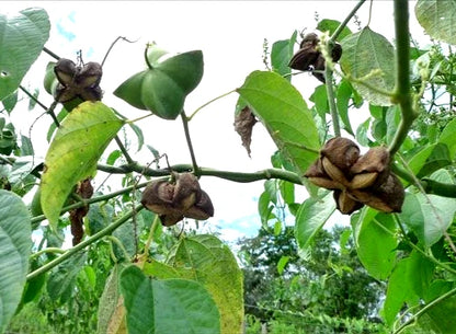 Sacha Inchi Mountain Peanut (Plukenetia volubilis) – 50+ Premium Superfood Seeds