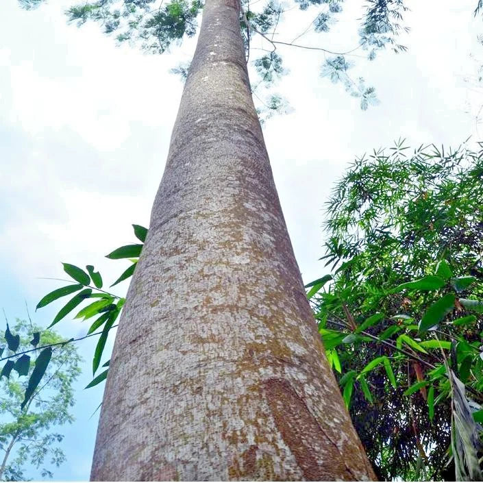 100++ Guanacaste Tree Albizia Seeds (Enterolobium cyclocarpum var. Sengon Buto / Elephant Ear Tree) – Premium Botanical Specimen Plant Seeds for Planting