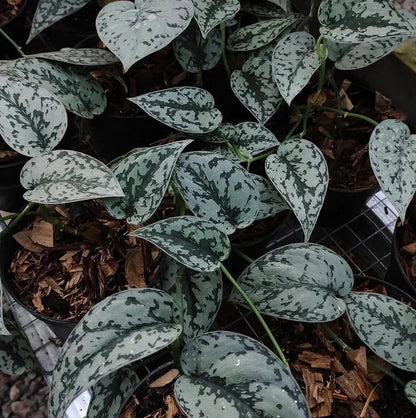 Scindapsus 'Silver Lady' - Rare Exotic Tropical Aroid Houseplant