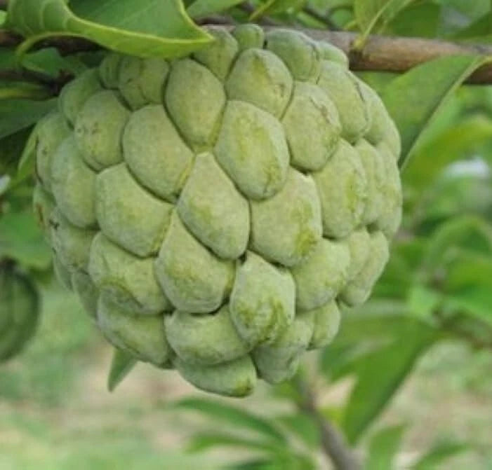 Viridis Sugar Apple Seeds 100+ pcs (Annona squamosa) var. Custard Apple – Premium Certified Sweet Exotic Tropical Fruit Tree Plant Seeds for Planting