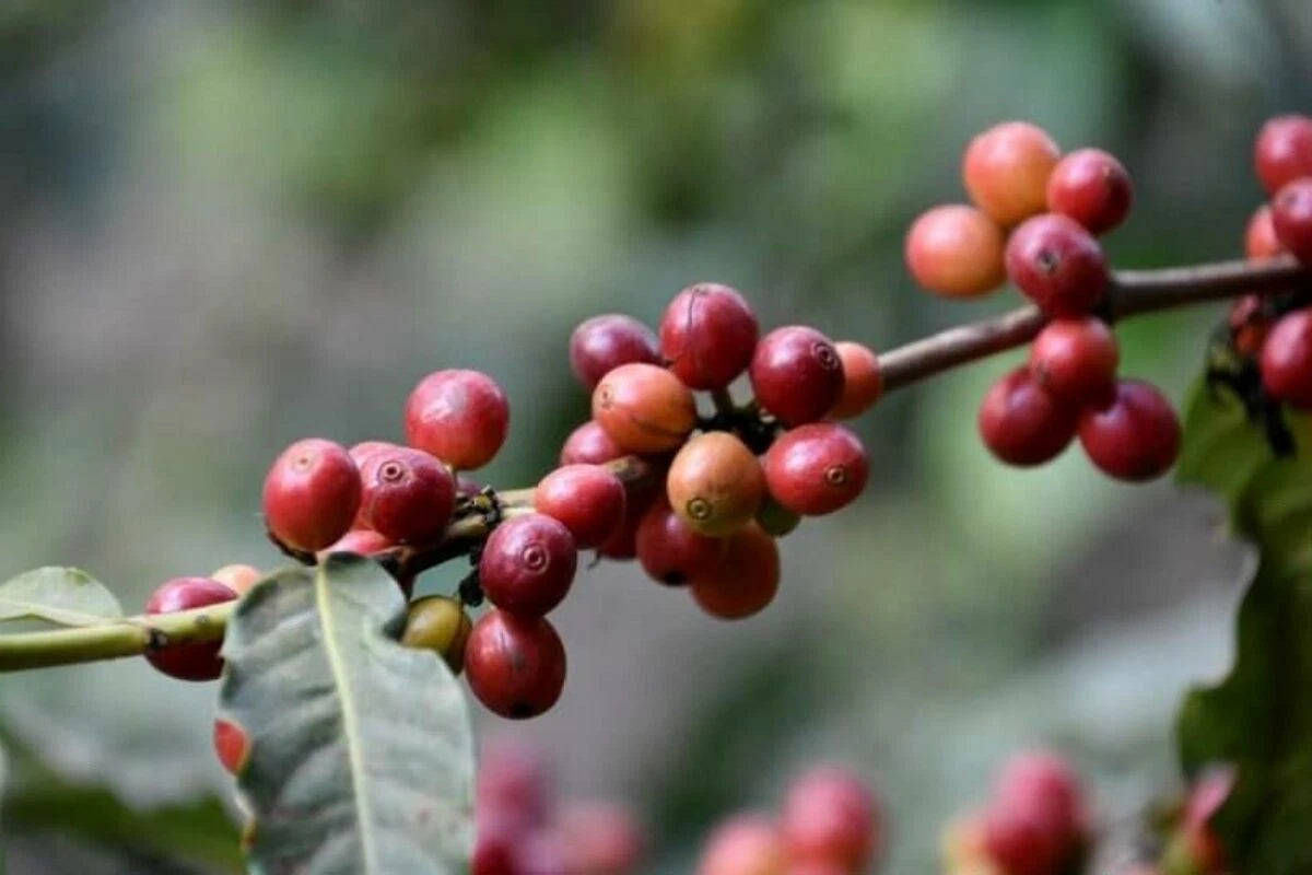 Certified Arusha Coffee Seeds (Coffea sp.) – Rare Tanzanian Heirloom Coffee Bean Seeds for Planting (120+ Pcs)