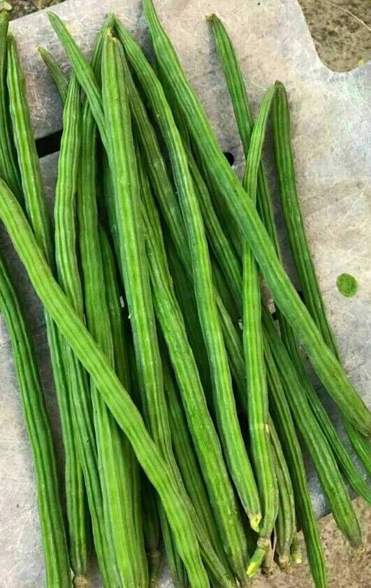200+ Grams Moringa Seeds (Moringa oleifera / Drumstick Tree / Miracle Tree) – Premium Agricultural Crop & Superfood Plant Seeds for Planting