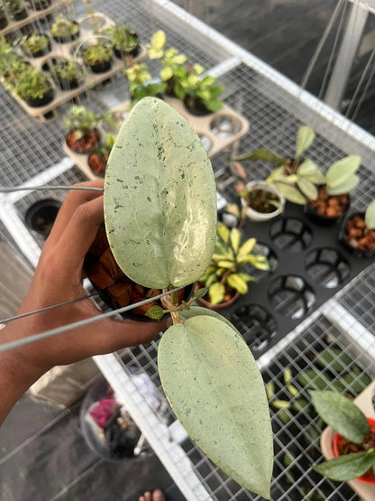 Hoya Glabra Silver Gin | Rare Hoya Plant | Silver Leaf Wax Plant | Tropical Indoor Houseplant