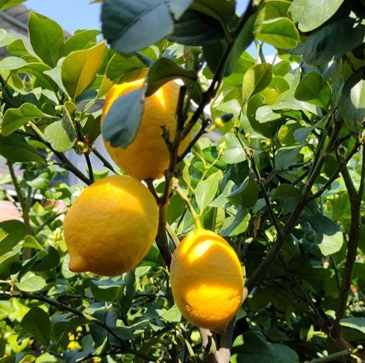Lemon Eureka Seeds (Citrus limon) – 100+ Premium Fresh Four Season Eureka Lemon Seeds for Planting