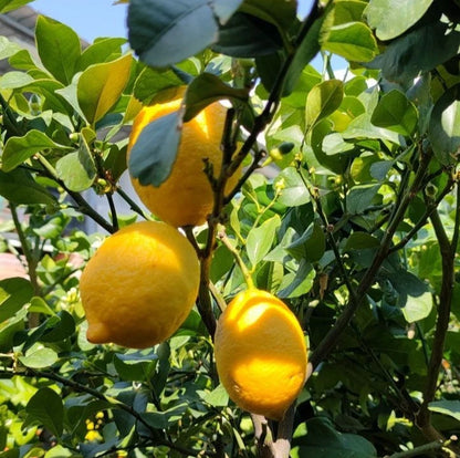 Lemon Eureka Seeds (Citrus limon) – 100+ Premium Fresh Four Season Eureka Lemon Seeds for Planting
