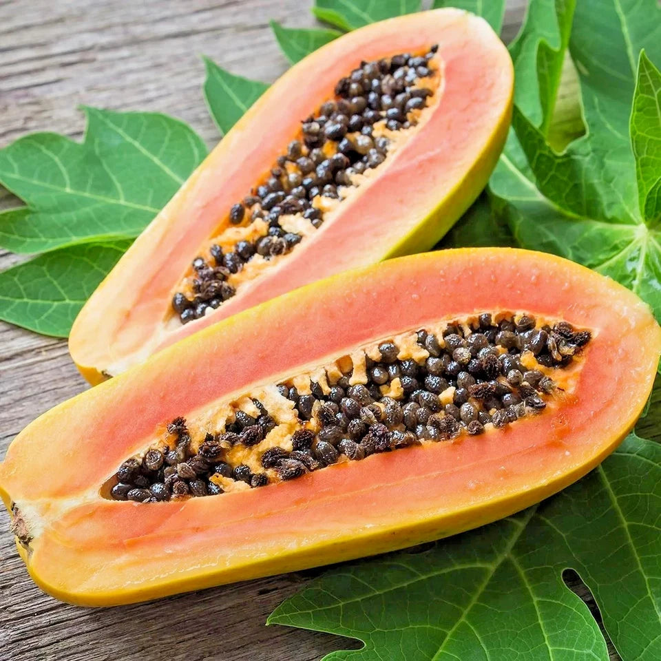 150+ Dwarf Red Lady Papaya Seeds | Carica papaya | Sweet Tropical Fruit Seeds | Fast Growing Papaya Tree
