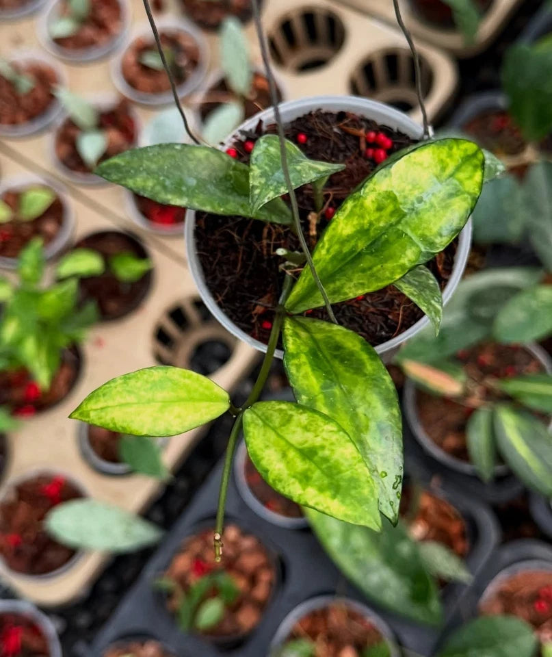 Hoya Lacunosa Arunika Variegated | Rare Variegated Hoya Wax Plant | Tropical Indoor Outdoor Houseplant