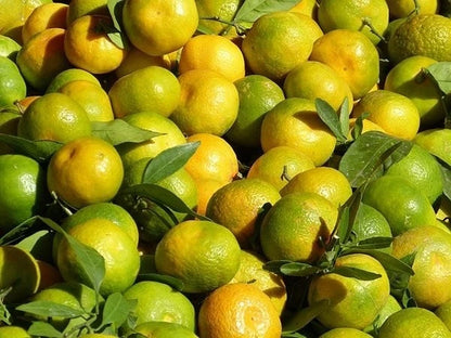 Keprok Orange Seeds 100 pcs (Citrus reticulata) – Premium Certified Sweet Mandarin Orange Fruit Tree Plant Seeds for Planting