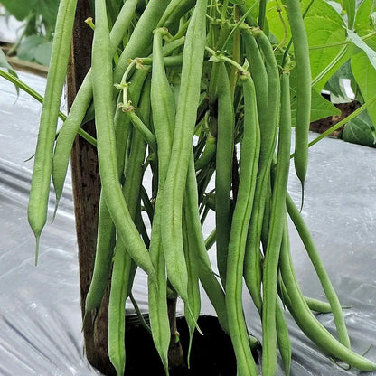 1,200+ Bean Seeds (Phaseolus vulgaris) Bundling 3 Cultivar Garden Package – Premium Certified Heirloom Vegetable and Legume Seeds for Planting