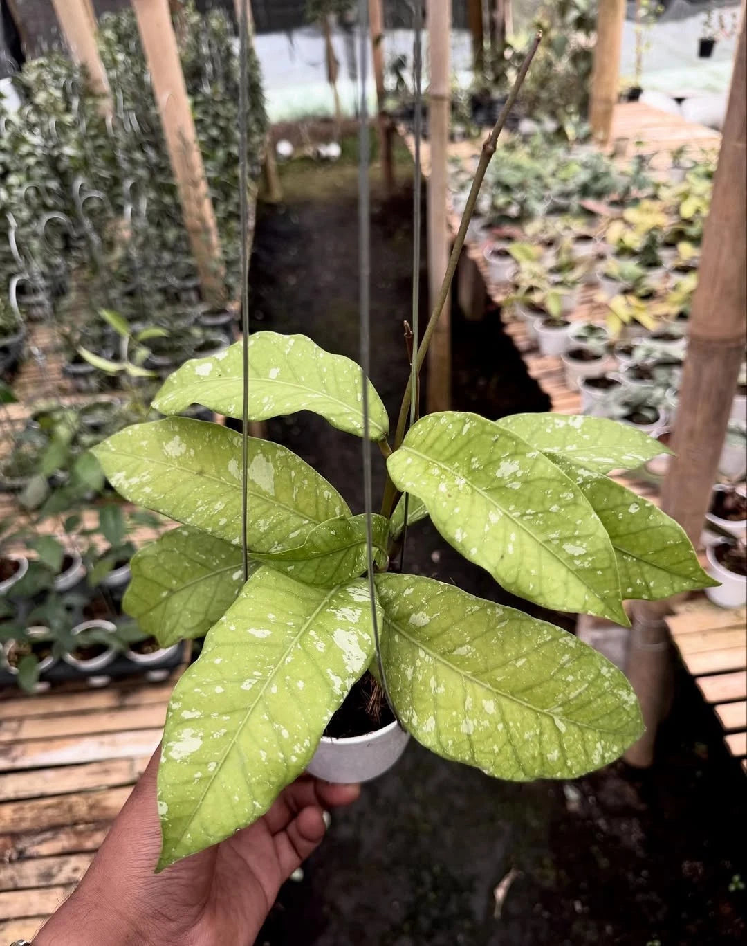 Hoya sp. Aceh Bur Perlak Rare Tropical Indoor Outdoor Wax Plant – Premium Certified Rare Hoya Cuttings/Seeds for Planting
