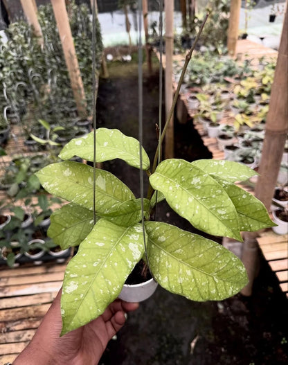 Hoya sp. Aceh Bur Perlak Rare Tropical Indoor Outdoor Wax Plant – Premium Certified Rare Hoya Cuttings/Seeds for Planting