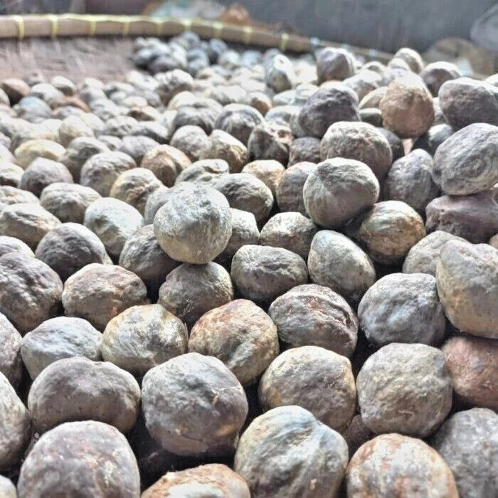 Premium Candlenut Seeds (300+ pcs) - Authentic Kukui Nut Tree (Aleurites moluccana) for Planting
