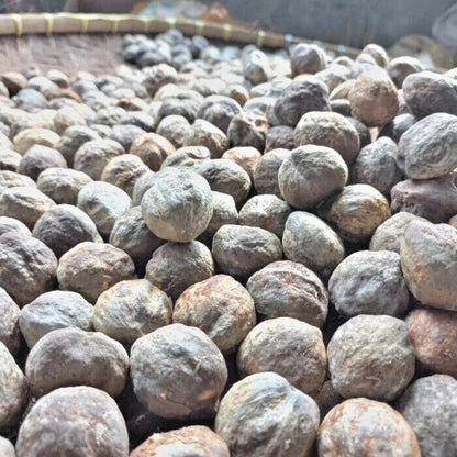 Premium Candlenut Seeds (300+ pcs) - Authentic Kukui Nut Tree (Aleurites moluccana) for Planting