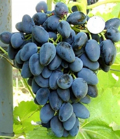 GosV Grape Seeds (Vitis vinifera / 100+ Premium Specialty Table Grape Seeds) – Premium Exotic Botanical Specimen Plant Seeds for Planting