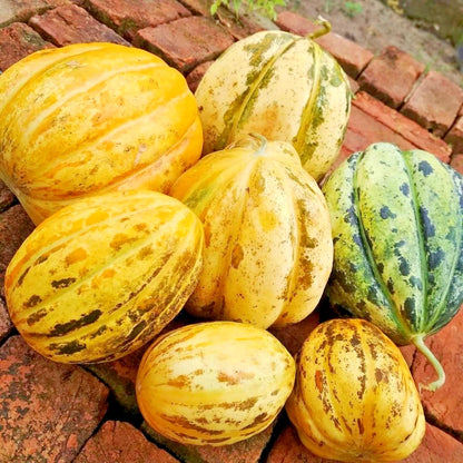 Muskmelon Blewah Seeds (Cucumis melo) – 1.000++ Bulk Premium Cantaloupe Seeds