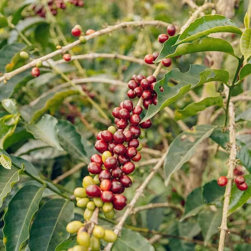 Rume Sudan Coffee Seeds (Coffea arabica var. Rume Sudan) – Premium Certified Heirloom Sudanese Specialty Coffee Bean Seeds for Planting (120 Pcs)