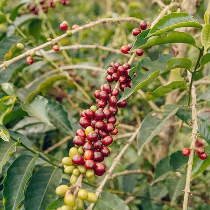 Rume Sudan Coffee Seeds (Coffea arabica var. Rume Sudan) – Premium Certified Heirloom Sudanese Specialty Coffee Bean Seeds for Planting (120 Pcs)