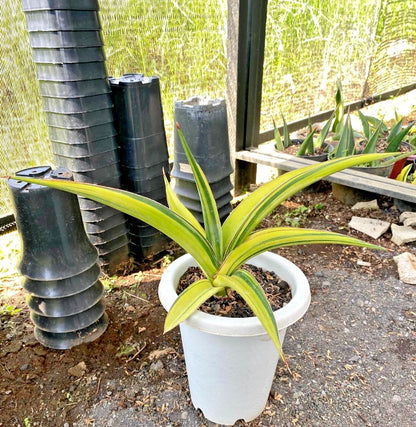 Sansevieria 'Pingthom' Variegated - Luxury Collector's Edition