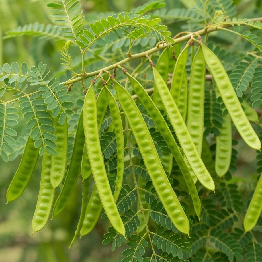 River Tamarind Seeds (Leucaena leucocephala) – Premium Certified High-Growth Leguminous Jumbay Tree & Forage Shrub Seeds for Planting