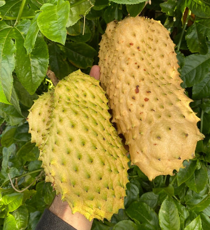 Golden Soursop Seeds (Annona muricata var. Lutea) – Premium Certified Rare Yellow-Fleshed Sweet Guanabana Custard Apple Fruit Tree Seeds for Planting