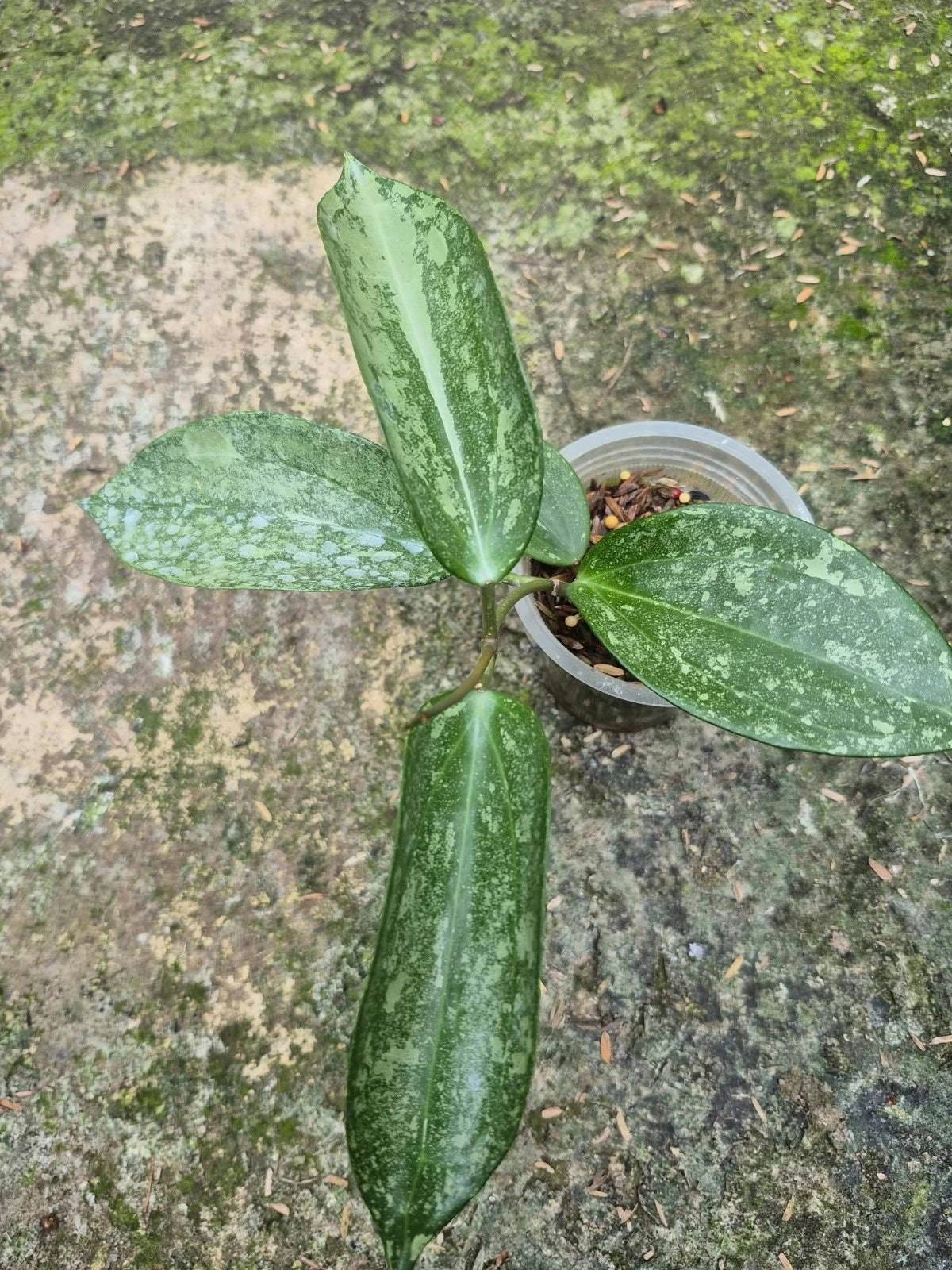 Hoya latifolia 'Rimba Silver' – Rare Tropical Wax Plant