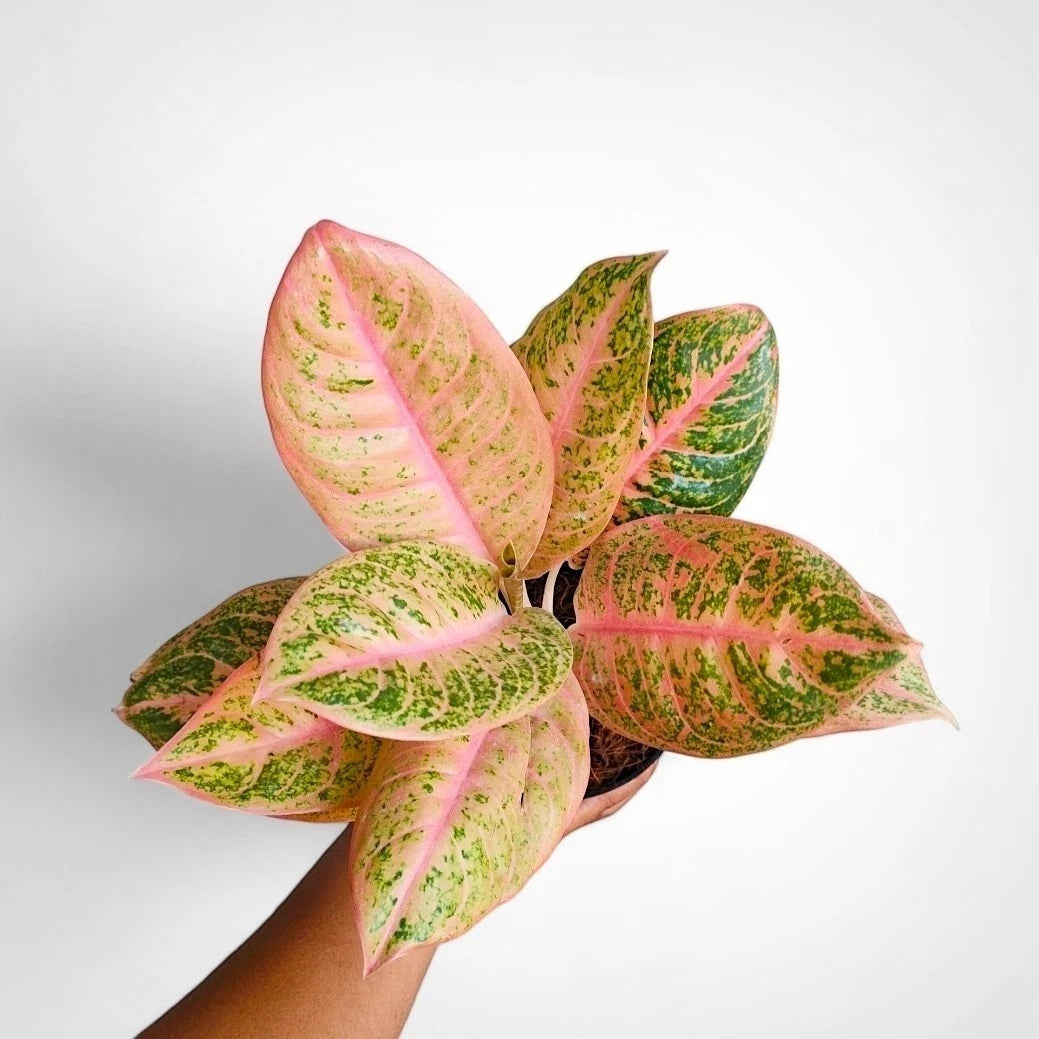 Aglaonema 'Harley Queen' - Edgy & Sophisticated Tropical Houseplant