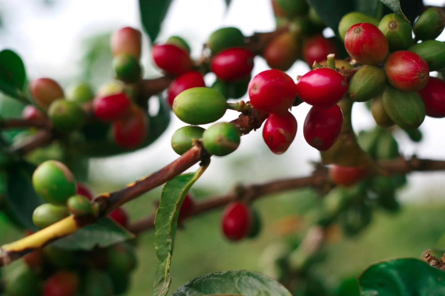 Catimor Coffee 300+ Seeds (Coffea arabica x C. canephora / Catimor Hybrid) – Bulk Disease-Resistant Specialty Coffee Beans for Planting and Cultivation