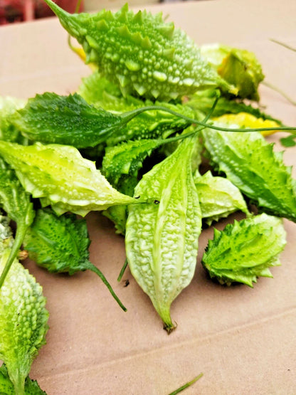 Forest Bitter Melon Seeds (Momordica charantia var. muricata) – Premium Wild Bitter Gourd Vegetable Seeds for Planting (300+ Pcs)