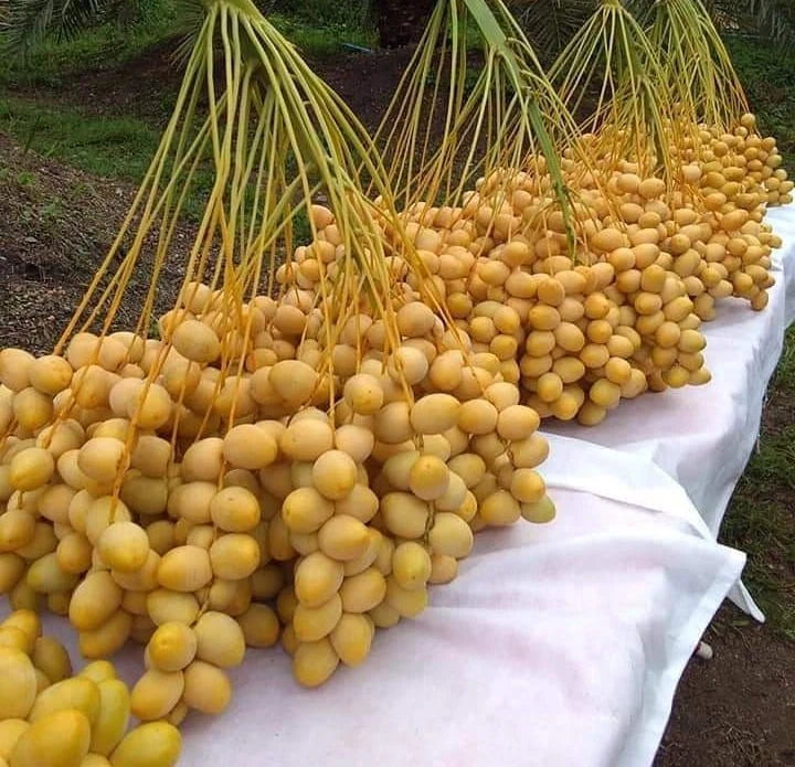 Barhi Yellow Date Palm (Phoenix dactylifera) – 35+ Premium Sweet Date Seeds