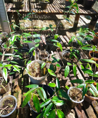 Rare Hoya Surisana Live Plant - Premium Exotic Tropical Fragrant Wax Plant Collector Specimen