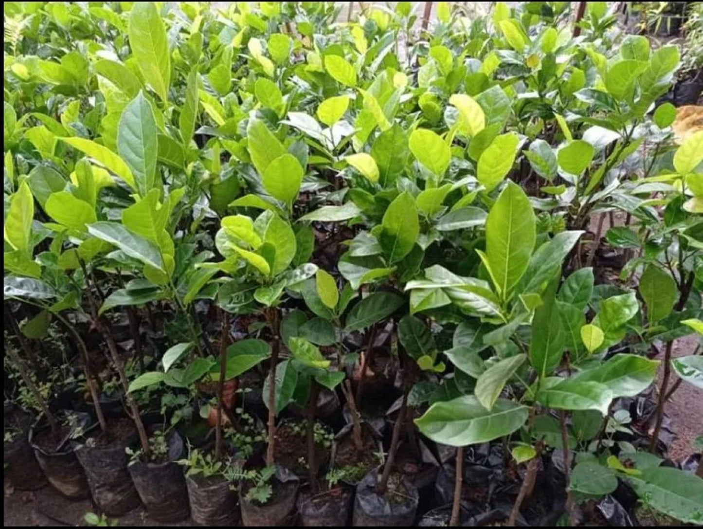Mini Jackfruit (Compact Variety) - Premium Grafted Exotic Fruit Tree
