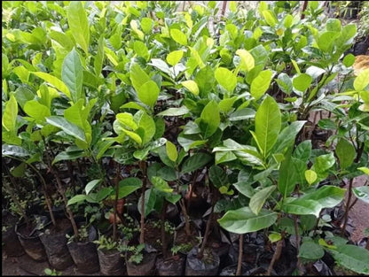Mini Jackfruit (Compact Variety) - Premium Grafted Exotic Fruit Tree