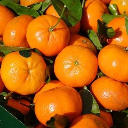 Wokam Orange Seeds (Citrus reticulata var. Wokam) – Premium Certified High-Yield Specialty Sweet Mandarin Orange Fruit Tree Seeds for Planting (100 Pcs)