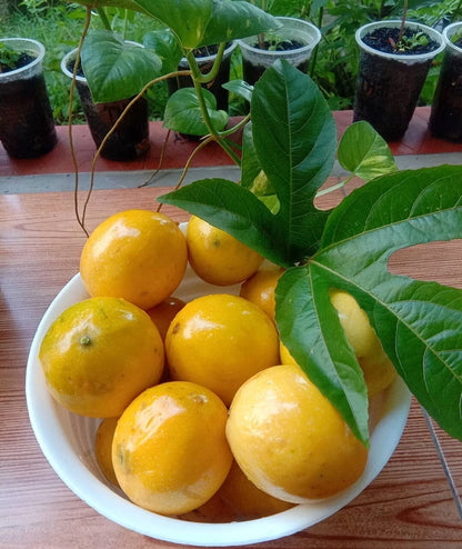 Yellow Passion Fruit Seeds (Passiflora edulis f. flavicarpa / 500+ Golden Granadilla Vine Fruit Seeds) – Premium Exotic Botanical Specimen Plant Seeds for Planting