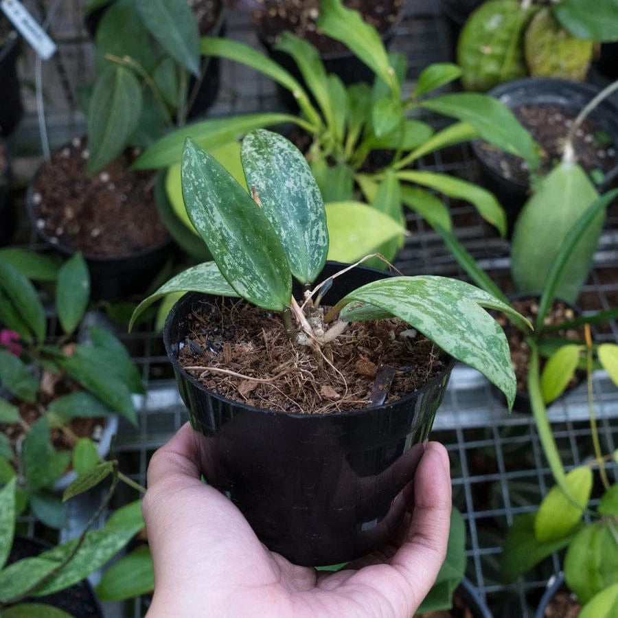 Hoya 'Rangsan' Splash - Rare Tropical Wax Plant