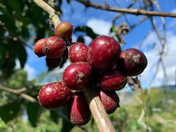 Maragogipe Coffee Seeds (120+ Bulk Seeds, Coffea arabica var. Maragogipe) – Legendary Brazilian Elephant Bean Rare Gourmet Coffee Plant Seeds for Planting